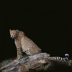 Cheeta Sitting Watching - Fine Art Prints