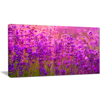 Bright Purple Lavender Field Tihany, Floral Canvas Art Print, 32"x16"