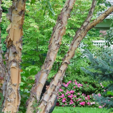 Mendham, NJ Landscape - Clump River Birch