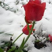 Jolene Staudt's photo