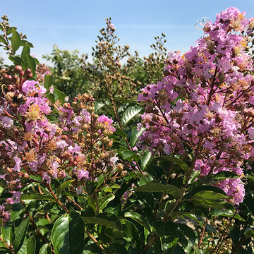 Current Featured Plants