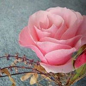 Ingrid de Windt's photo