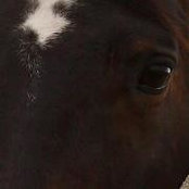 Foto de Sue Wolz-Pritts
