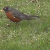 Robin Wertheimer's photo