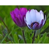 Gail Watkins's photo