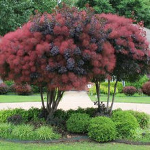 Landscaping, Gardening