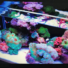 Fish tank