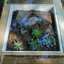 Succulent table