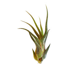 Plants under $10