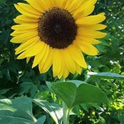 Tiffany Akridge's photo