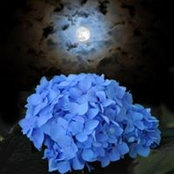 Norma Norma's photo