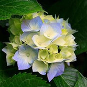 Joy Davis's photo