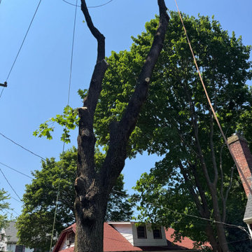 Professional Tree Trimming and Safe Branch Reduction