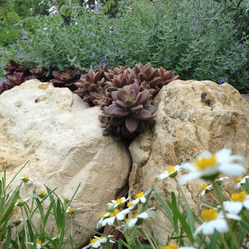 Various Xeriscapes by Team Rhinamic