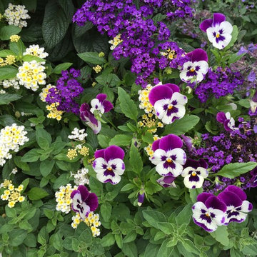Annuals and pots
