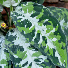 Aglaonema Pictin tricolor