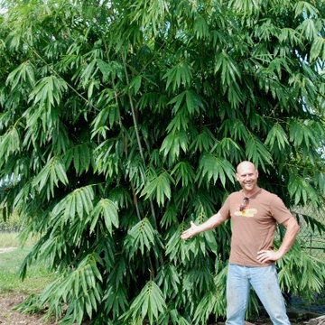 Bamboo Retreat