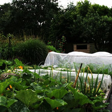 veggie garden