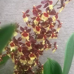 orchids - Products