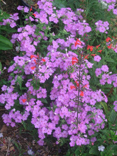 Phlox In S Florida