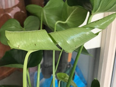 New Monstera leaf growing with brown spots! | Houzz Forum