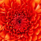Michelle Sartini's photo
