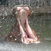 Thomas Vestal's photo