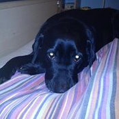 Roxie Is billede