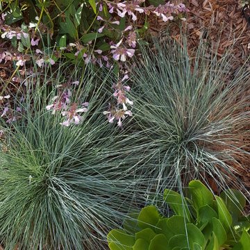 San Clemente Hummingbird Garden