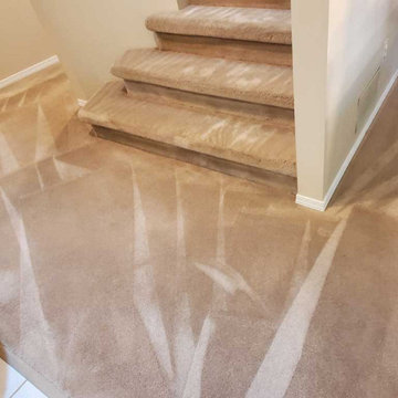 Carpet Cleaning a House Which Has Not Been Steam Cleaned for 8 Years Located in