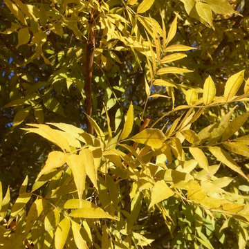 Golden Desert Ash