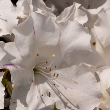 Encore Azalea Autumn Lily™