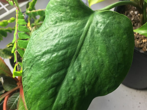 Monstera Leaves Are Coming Out Bumpy And Wrinkled Potential Oedema