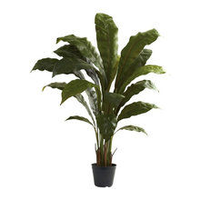plants