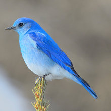Nature animals