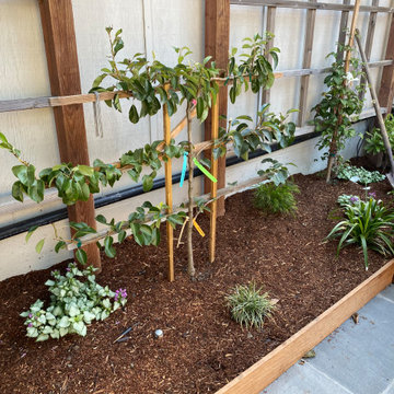 Espalier Fruit Tree