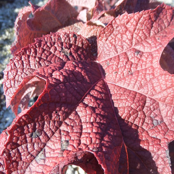 Ruby Slippers Oakleaf Hydreangea (Hydrangea querifolia) Fall Color