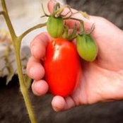 Phyllis Knudsen's photo