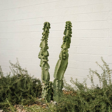 Desert Fern