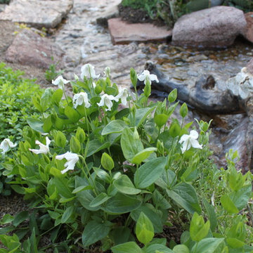 Fun, Flowers, & Food at El Rancho Calypso