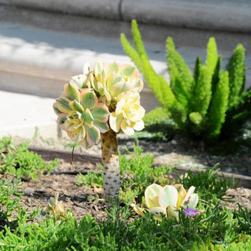Cacti in the garden