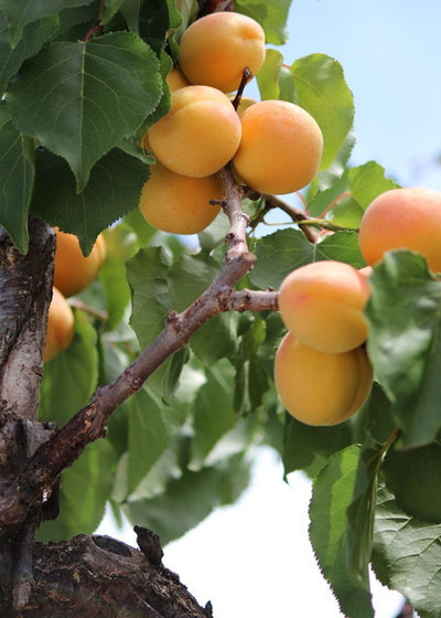 If You Have Room for Only One Fruit Tree ...