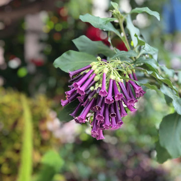 Shade Gardens