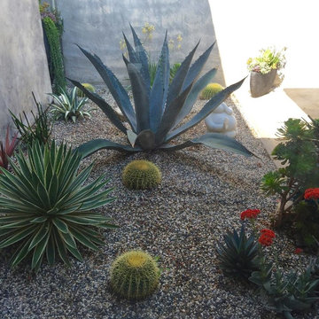 Drought Tolerant Gardens