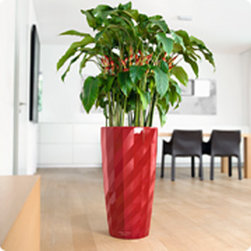 Lechuza - Home Decor
