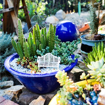 Succulent Arrangements