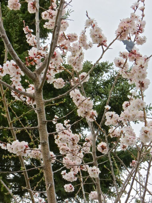 Apricot Apricot