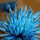 shannon_bennett6571