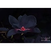 Magnolia Bee's photo