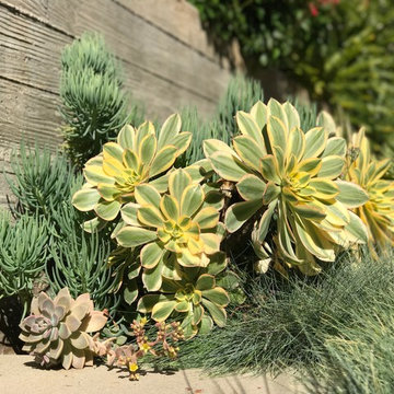 Modern & Drought Tolerant Landscape in Banker's Hill